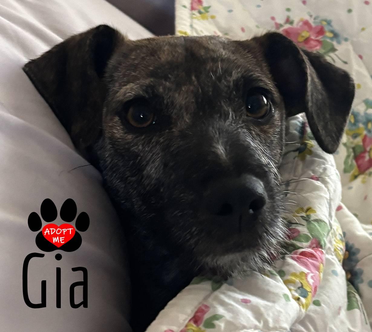 Gia, a Adoptable mixed breed image 1/6
