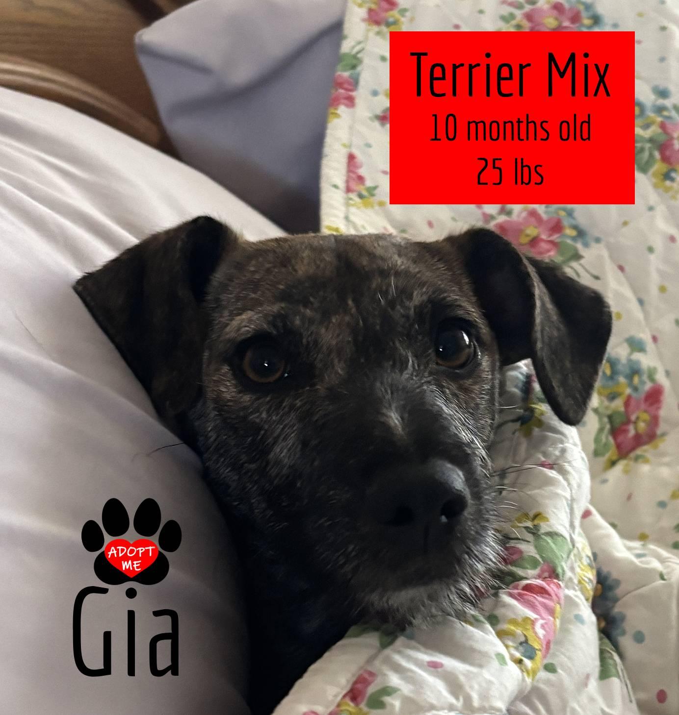 Gia, a Adoptable mixed breed image 2/6