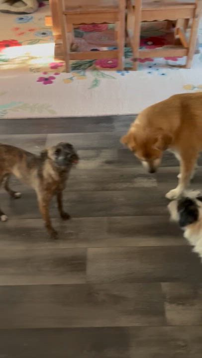 Enlarge Gia, a Adoptable mixed breed video 6/6