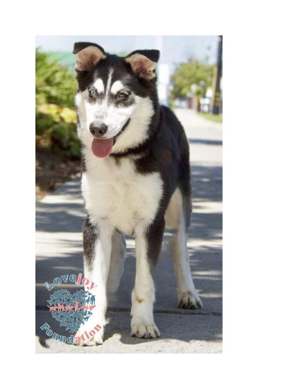 The Lola Pups COH a playful pair of 5 and 12 month old Husky Mix siblingsone 