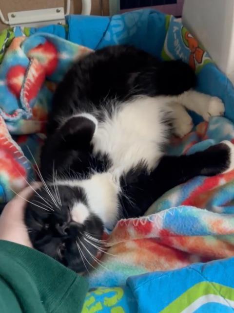 Fudgy, Adoptable, Young Female Domestic Short Hair.