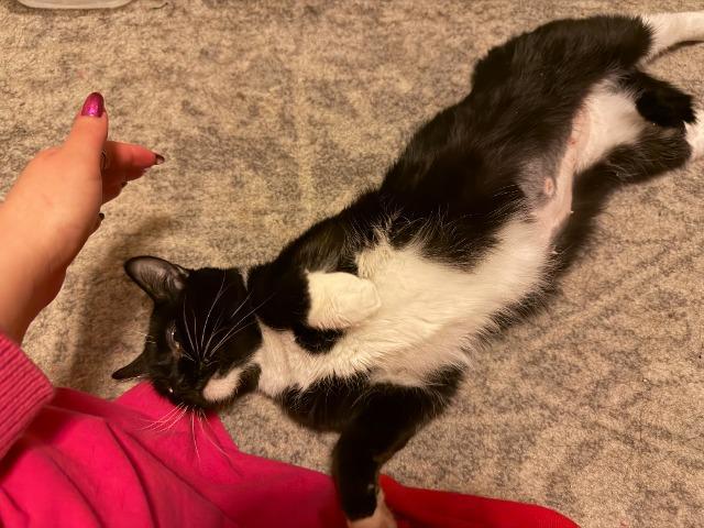 Enlarge Fudgy, a Adoptable mixed breed in Pawtucket, RI image 2/5