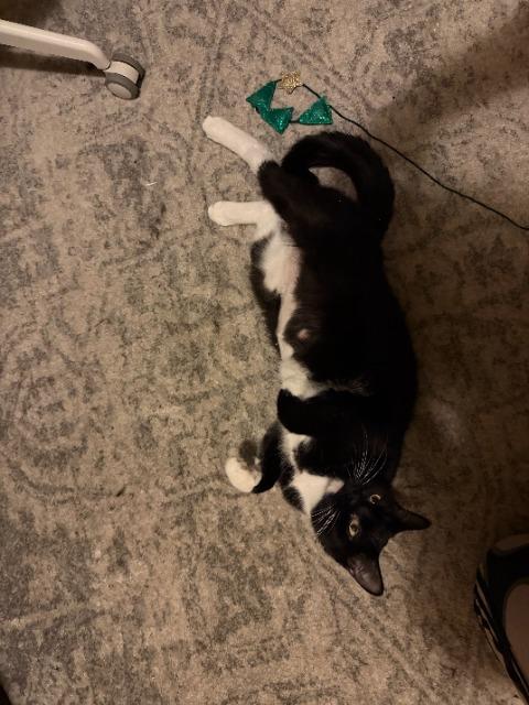 Enlarge Fudgy, a Adoptable mixed breed in Pawtucket, RI image 3/5