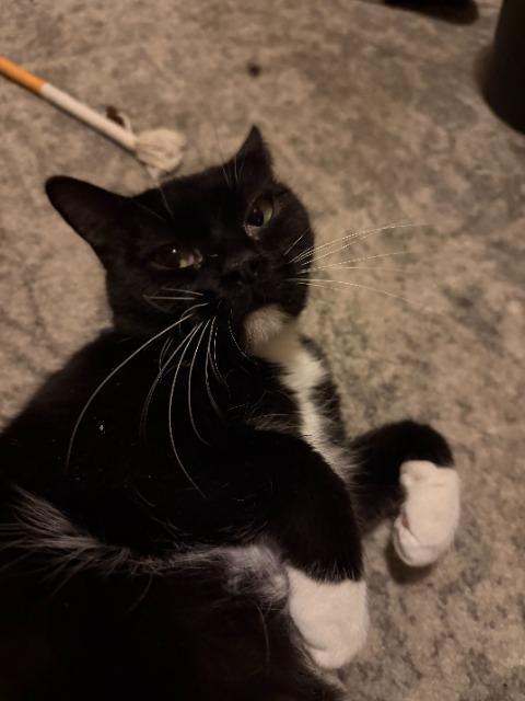 Enlarge Fudgy, a Adoptable mixed breed in Pawtucket, RI image 4/5