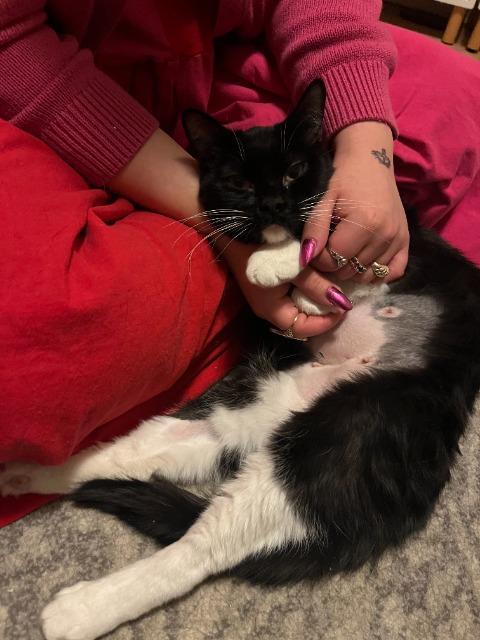 Enlarge Fudgy, a Adoptable mixed breed in Pawtucket, RI image 5/5