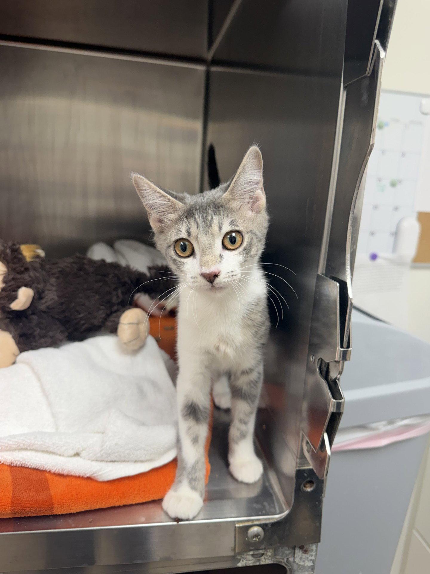 Whisper, Adoptable, Kitten Female Domestic Short Hair.