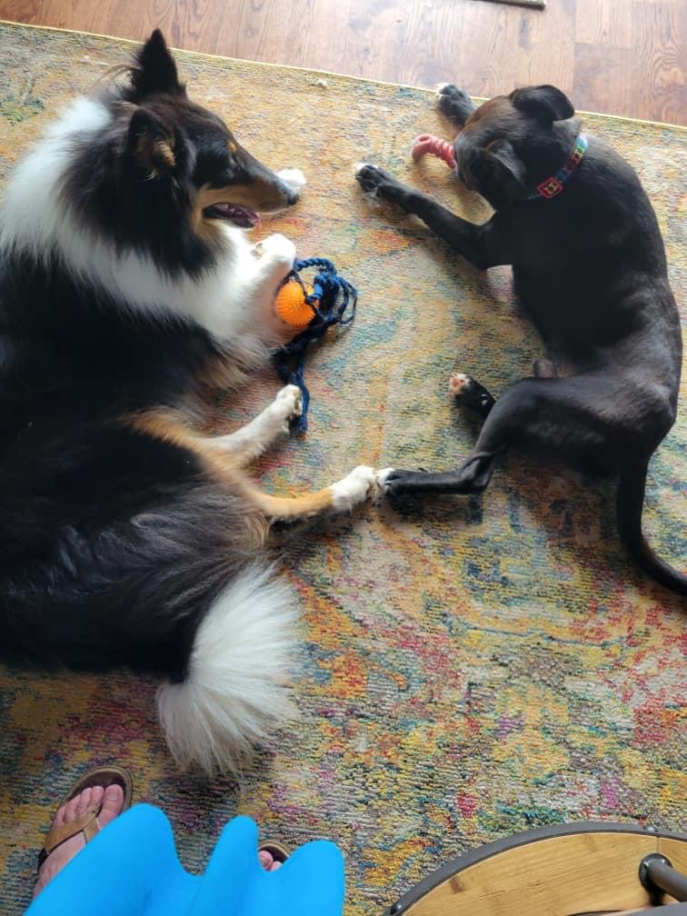 Ford, a Adopted American Staffordshire Terrier in Scottsville, KY image 1/3