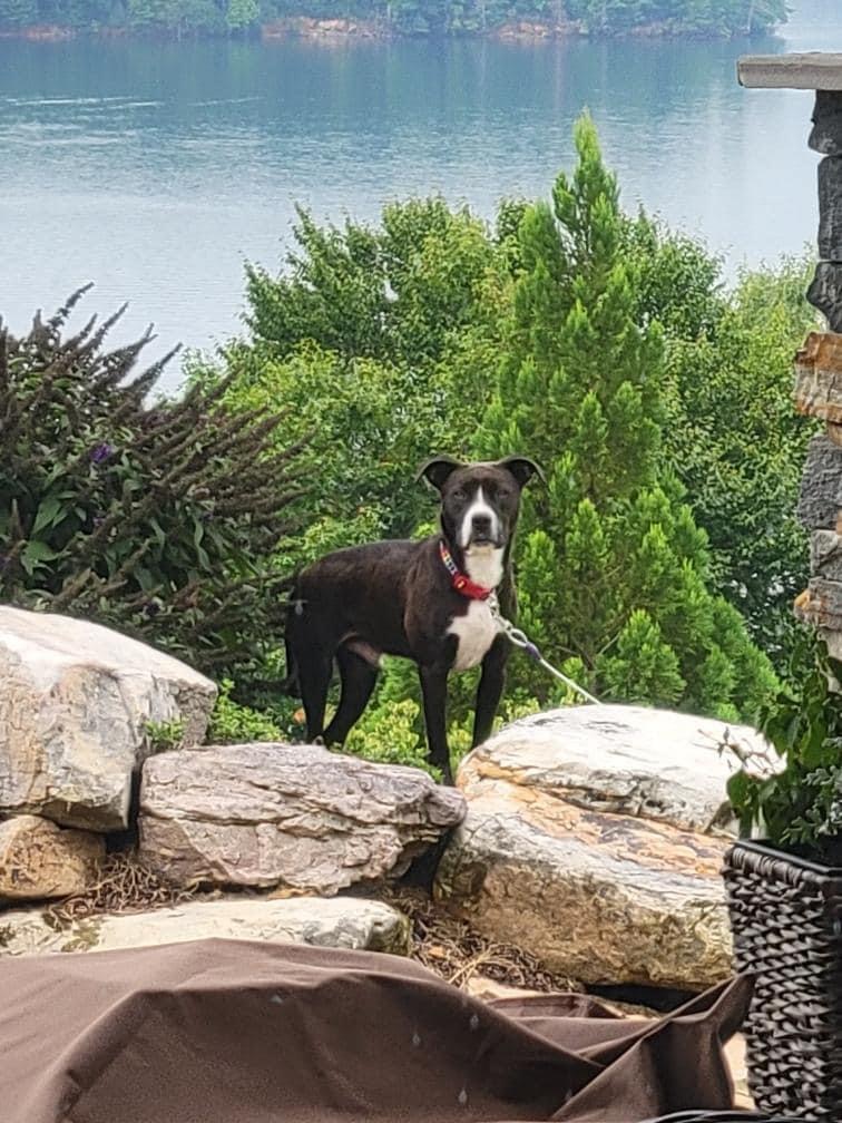 Ford, a Adopted American Staffordshire Terrier in Scottsville, KY image 2/3