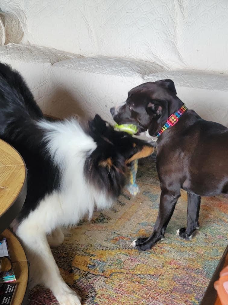 Ford, a Adopted American Staffordshire Terrier in Scottsville, KY image 3/3