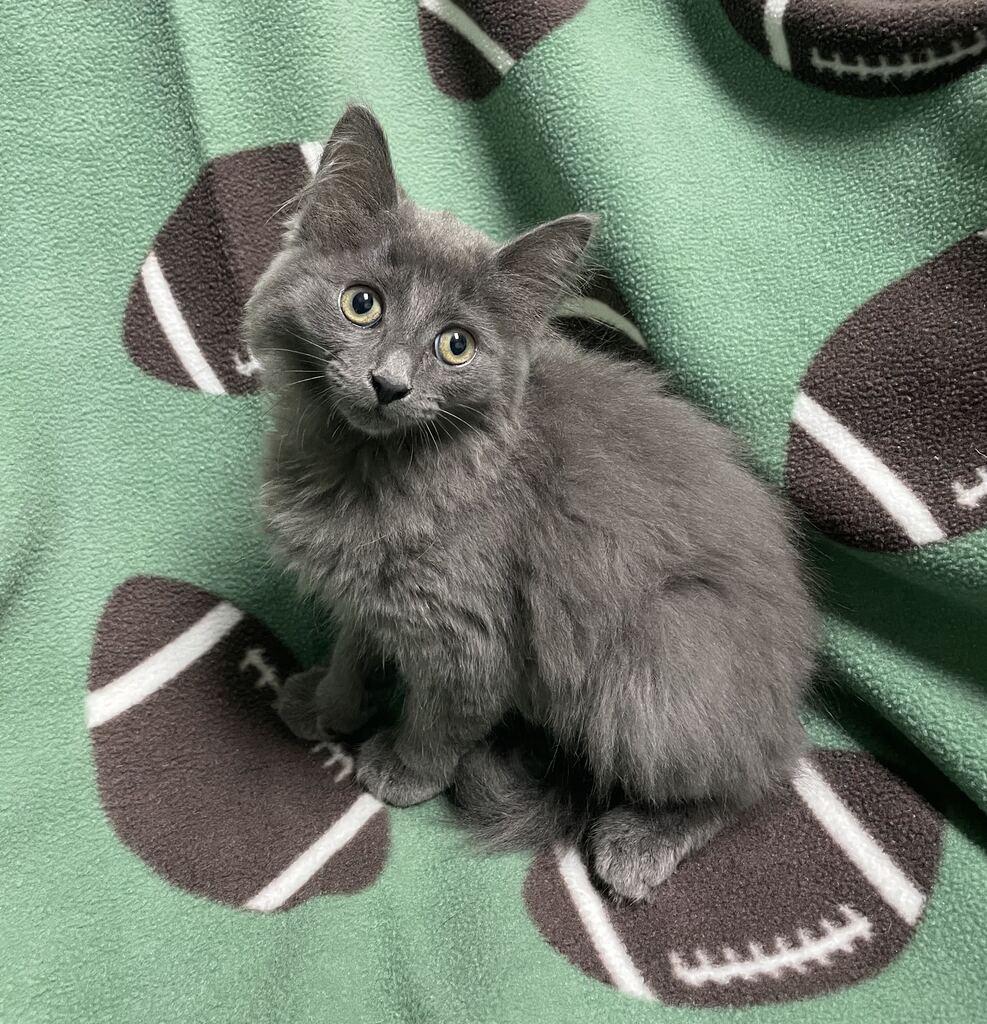 Enlarge Edna, a Adopted Domestic Long Hair in Jackson, MI image 3/6