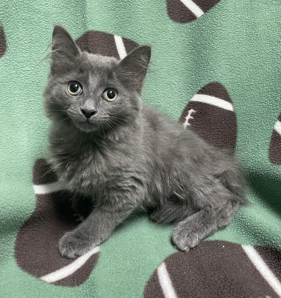 Enlarge Edna, a Adopted Domestic Long Hair in Jackson, MI image 6/6