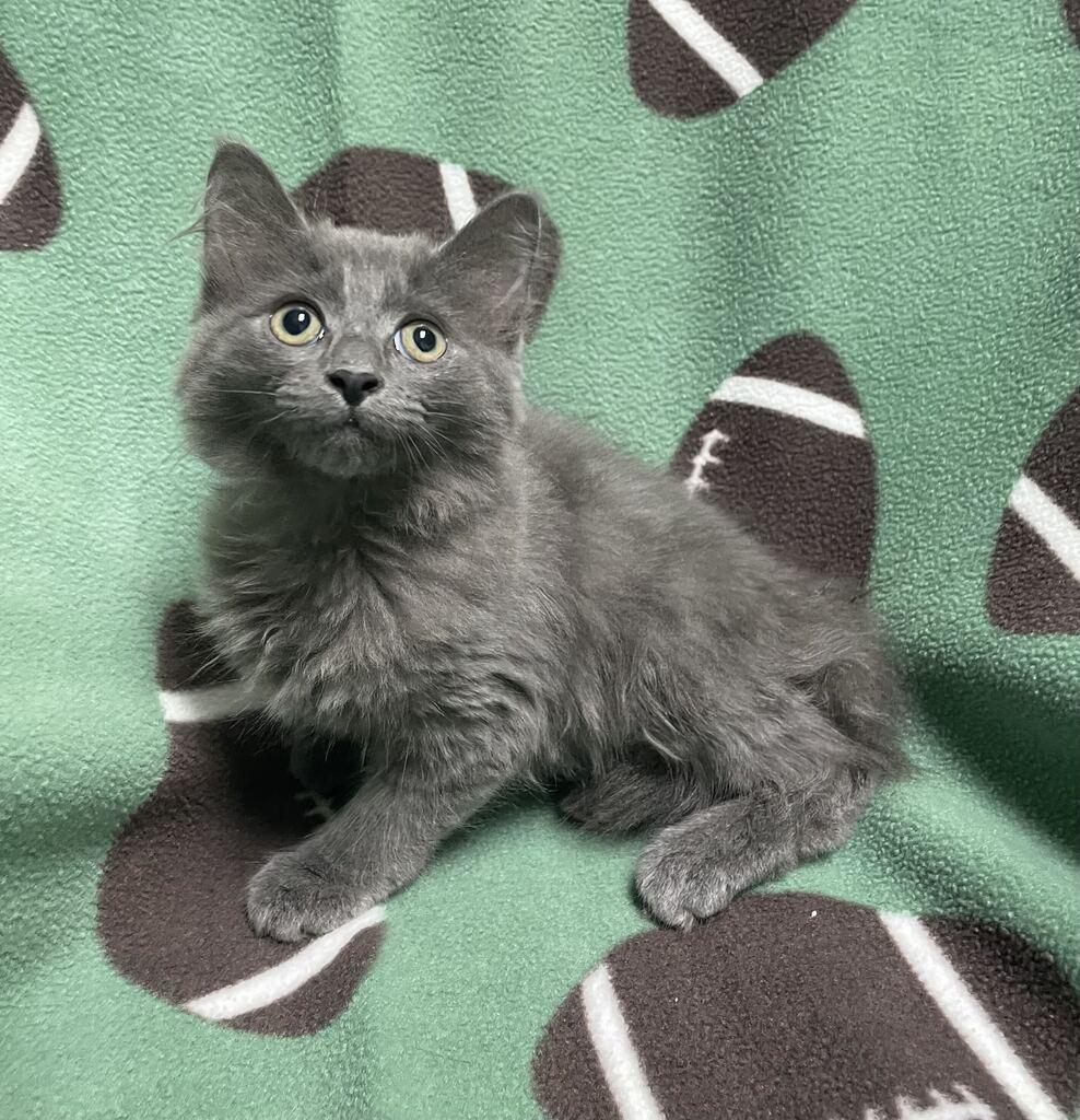 Enlarge Edna, a Adopted Domestic Long Hair in Jackson, MI image 1/6