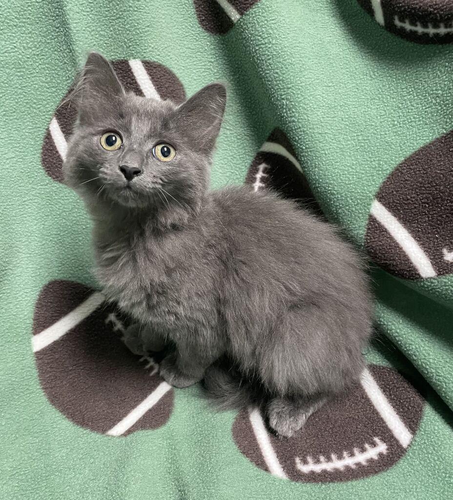 Enlarge Edna, a Adopted Domestic Long Hair in Jackson, MI image 4/6