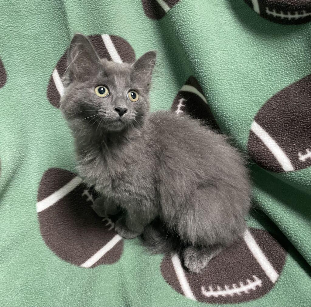 Enlarge Edna, a Adopted Domestic Long Hair in Jackson, MI image 2/6