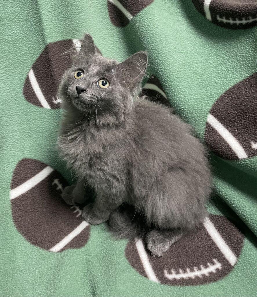 Enlarge Edna, a Adopted Domestic Long Hair in Jackson, MI image 5/6
