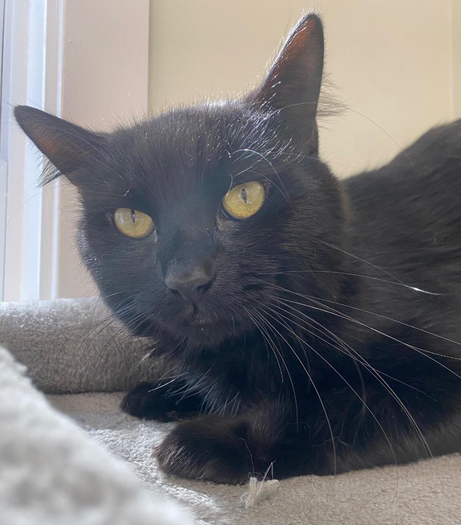 Jerry, Adoptable, Young Male Domestic Long Hair.