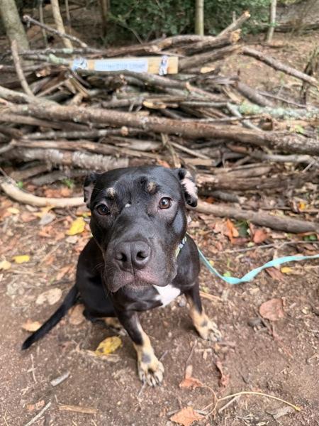 Enlarge Brownie, a Adoptable mixed breed in Roanoke, VA image 1/1
