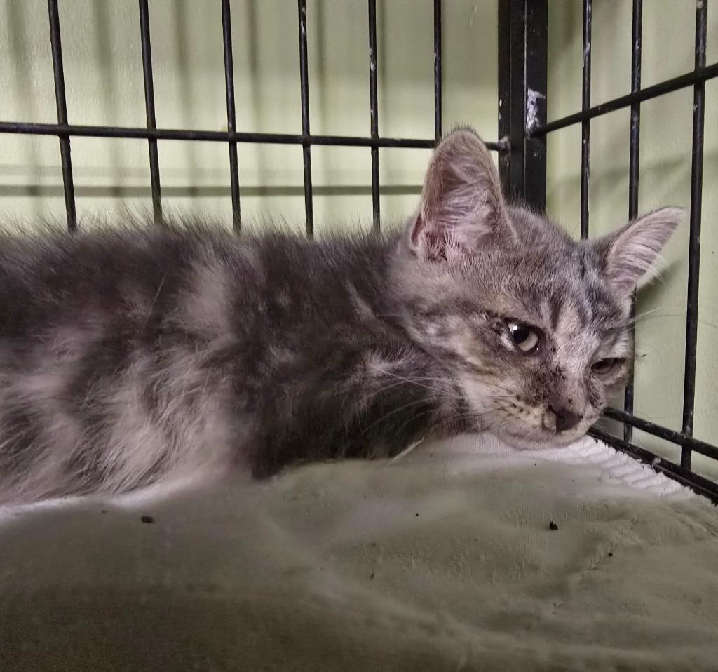 Cream Puff, Adoptable, Kitten Female Domestic Short Hair.