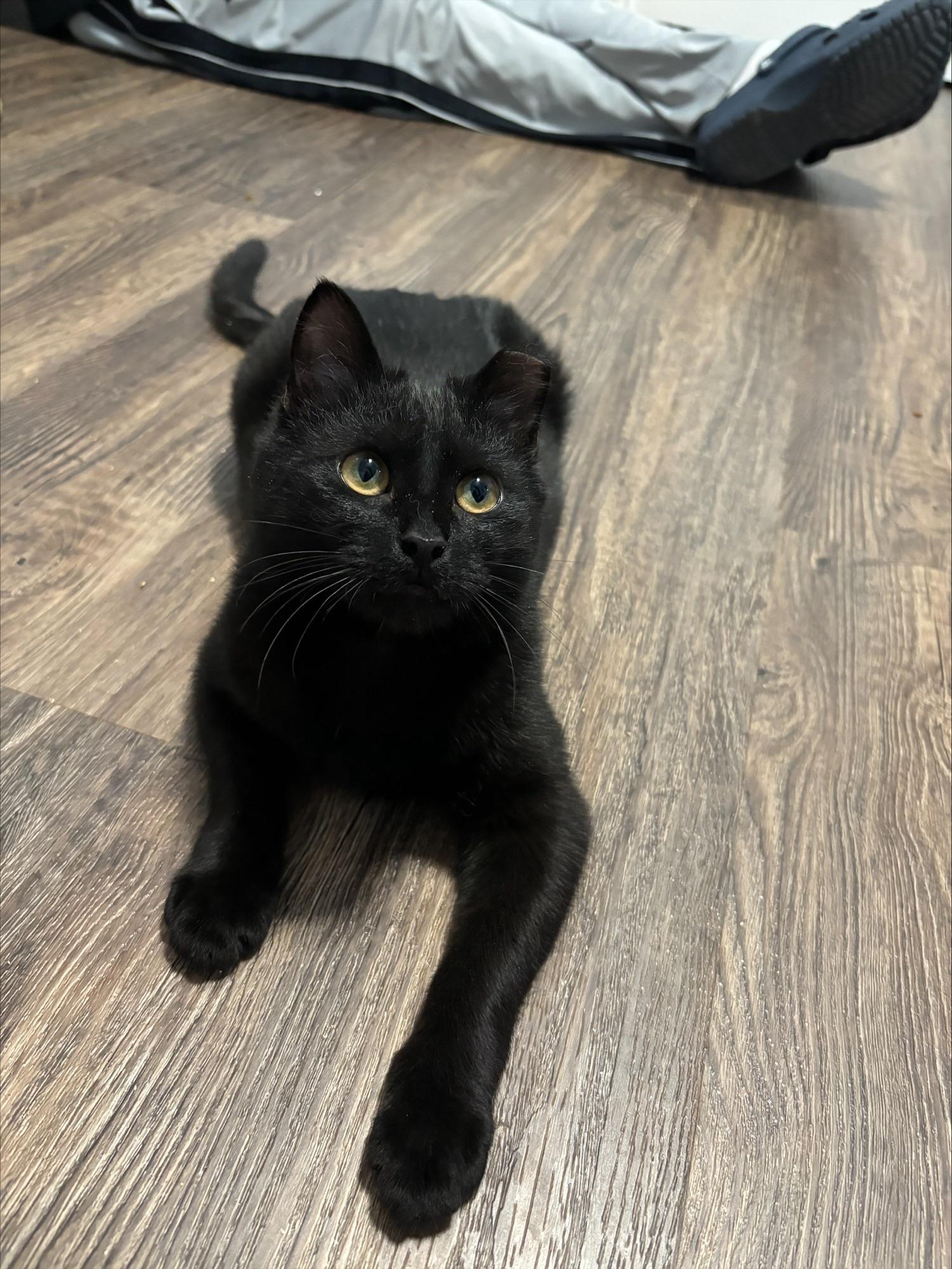 Alphie, a ADOPTABLE Domestic Short Hair in Salt Point, NY image 3/4