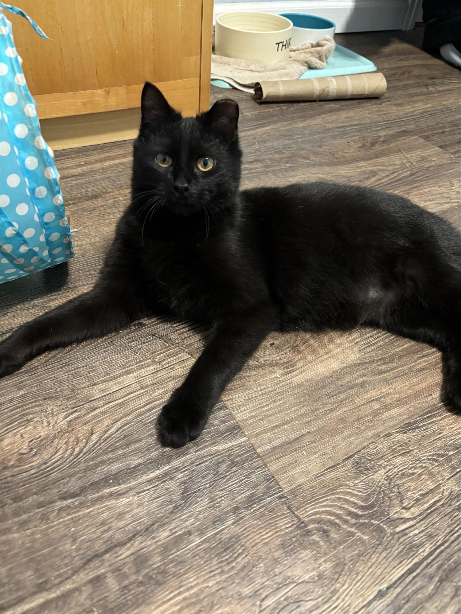 Alphie, a ADOPTABLE Domestic Short Hair in Salt Point, NY image 4/4