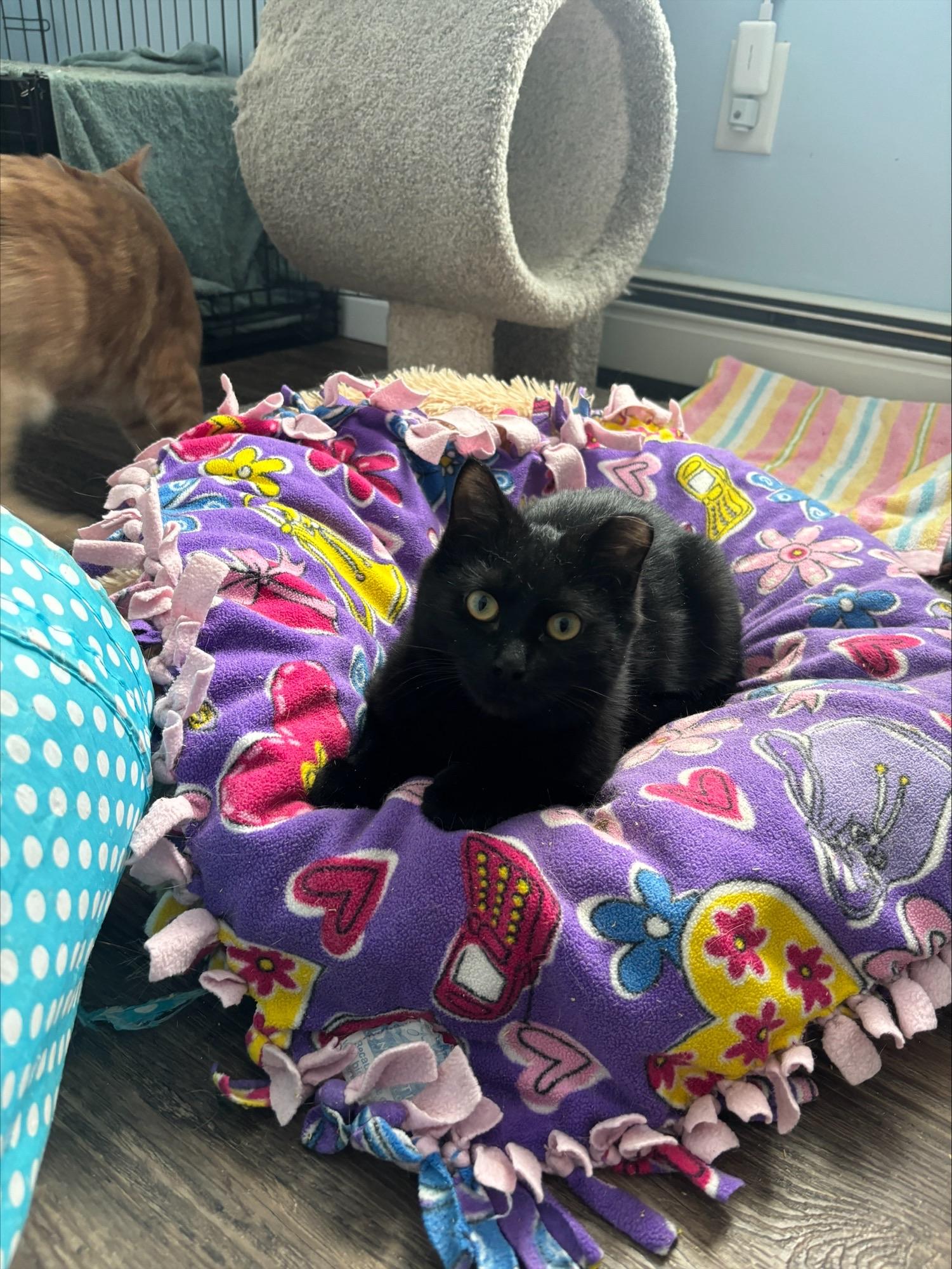 Alphie, a ADOPTABLE Domestic Short Hair in Salt Point, NY image 2/4