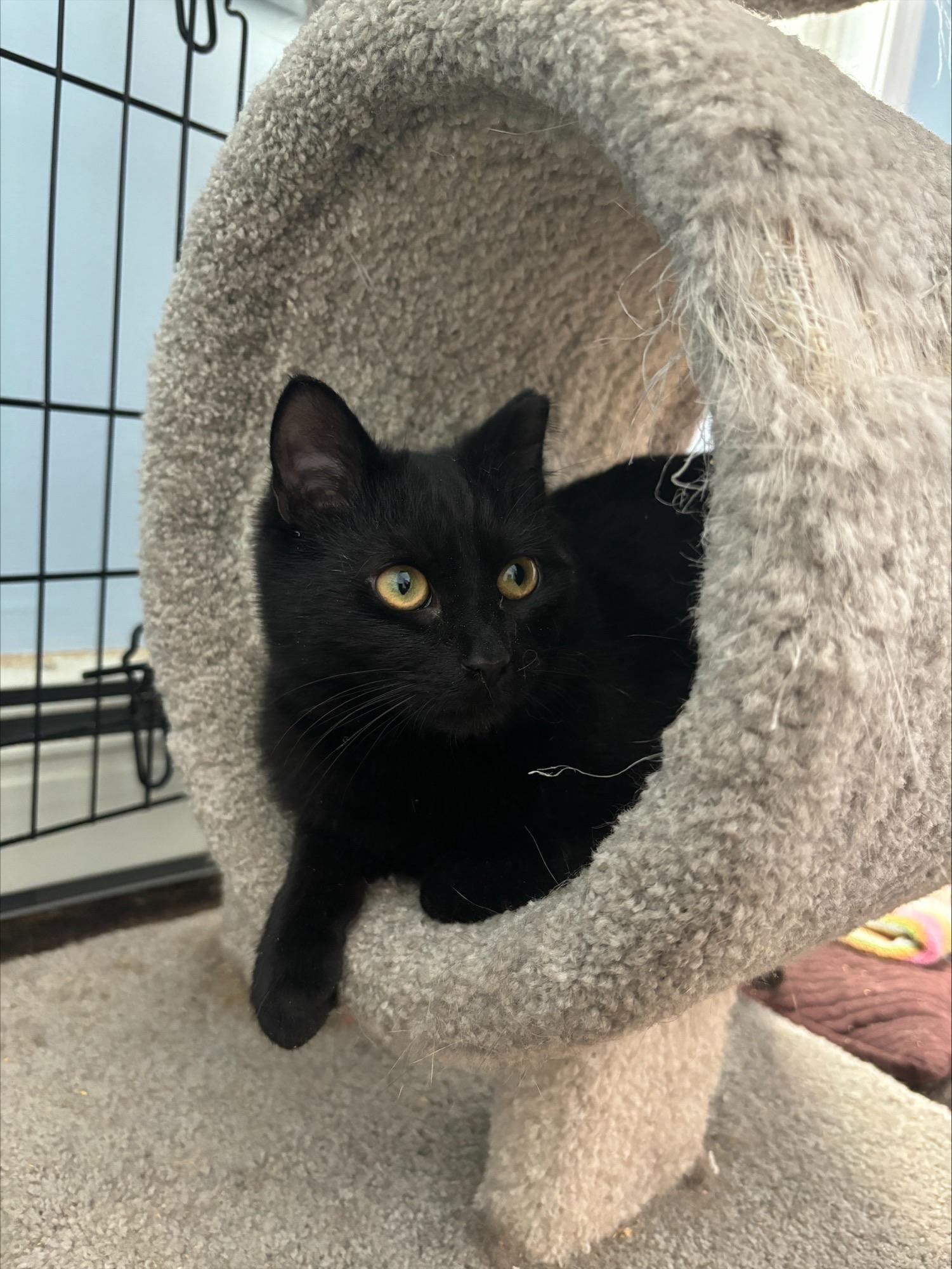 Alphie, a ADOPTABLE Domestic Short Hair in Salt Point, NY image 1/4