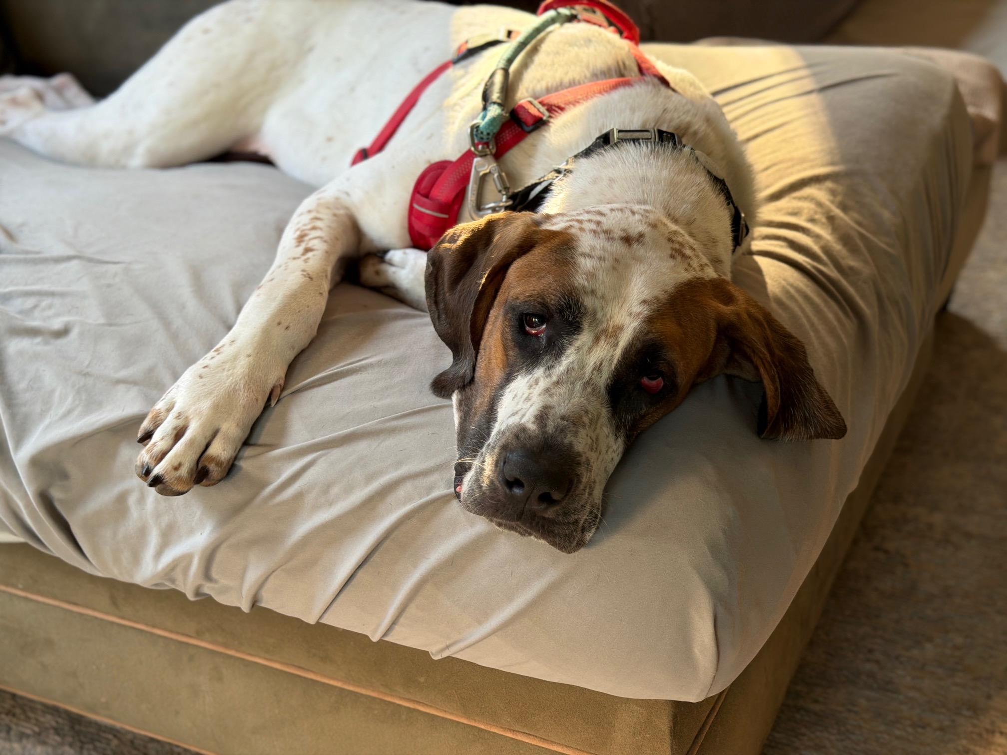 Enlarge Ginger, a ADOPTABLE Great Dane in Albany, NY image 5/5