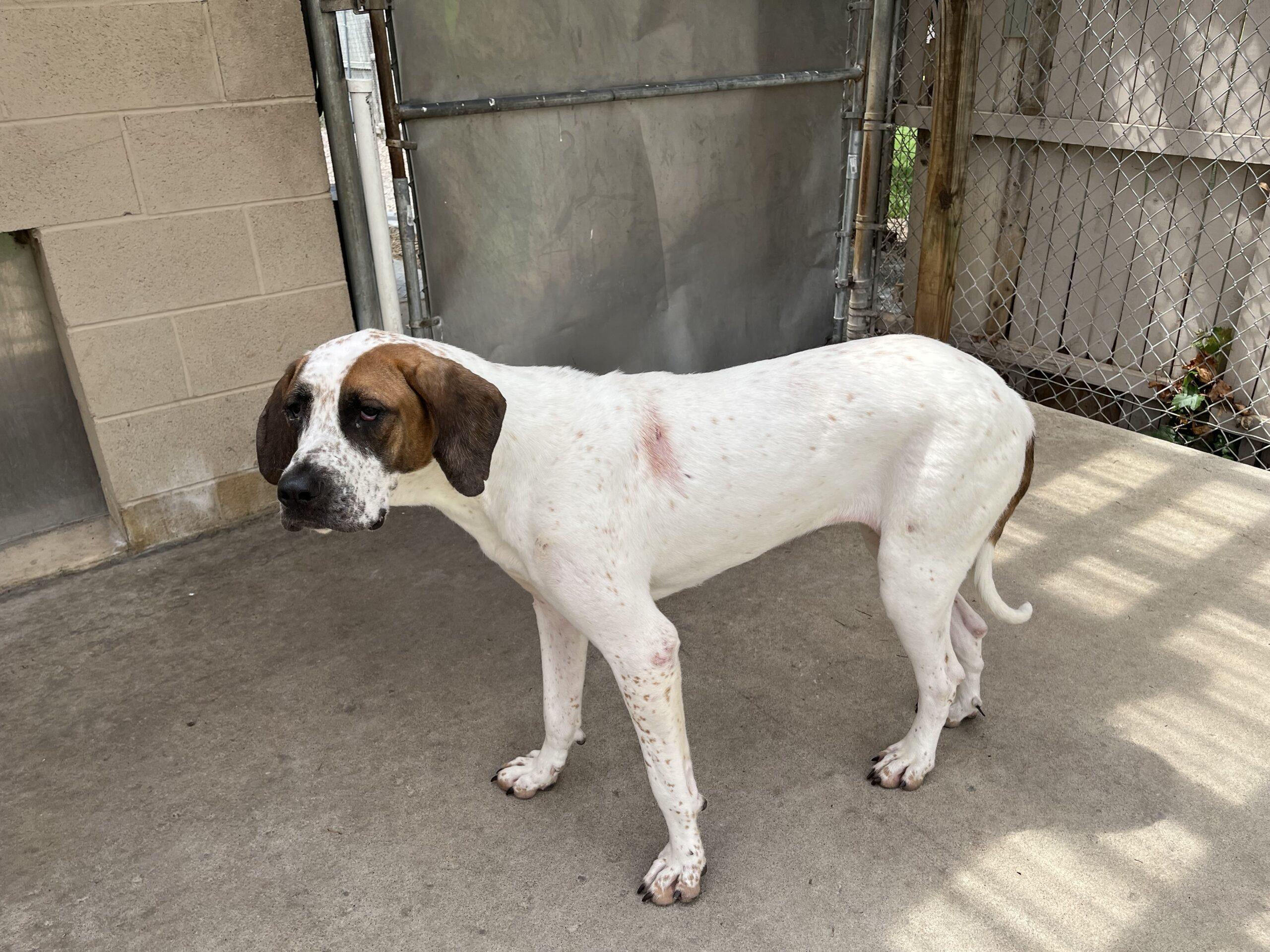 Ginger, ADOPTABLE, Young Female Great Dane.