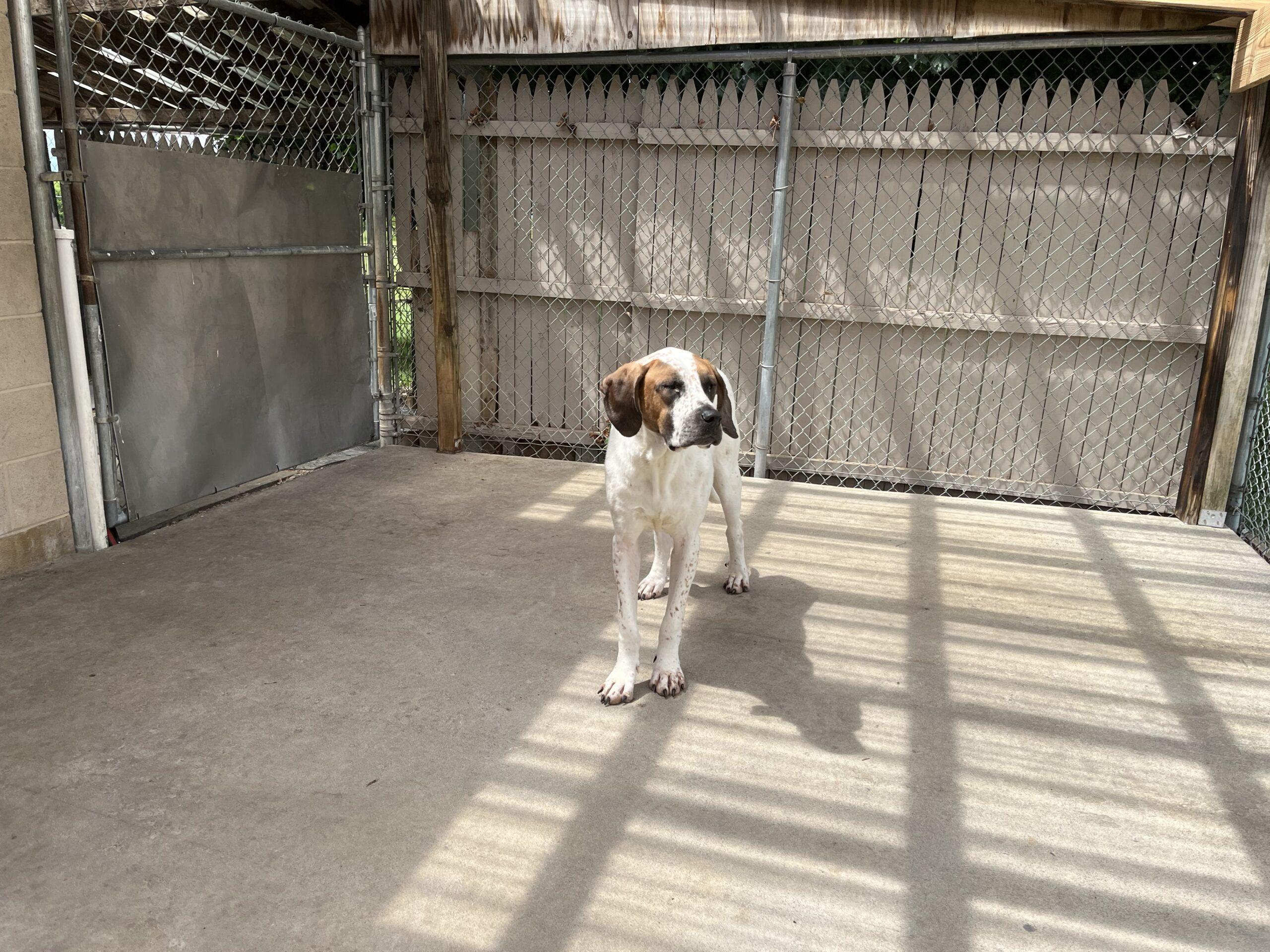 Enlarge Ginger, a ADOPTABLE Great Dane in Albany, NY image 2/2