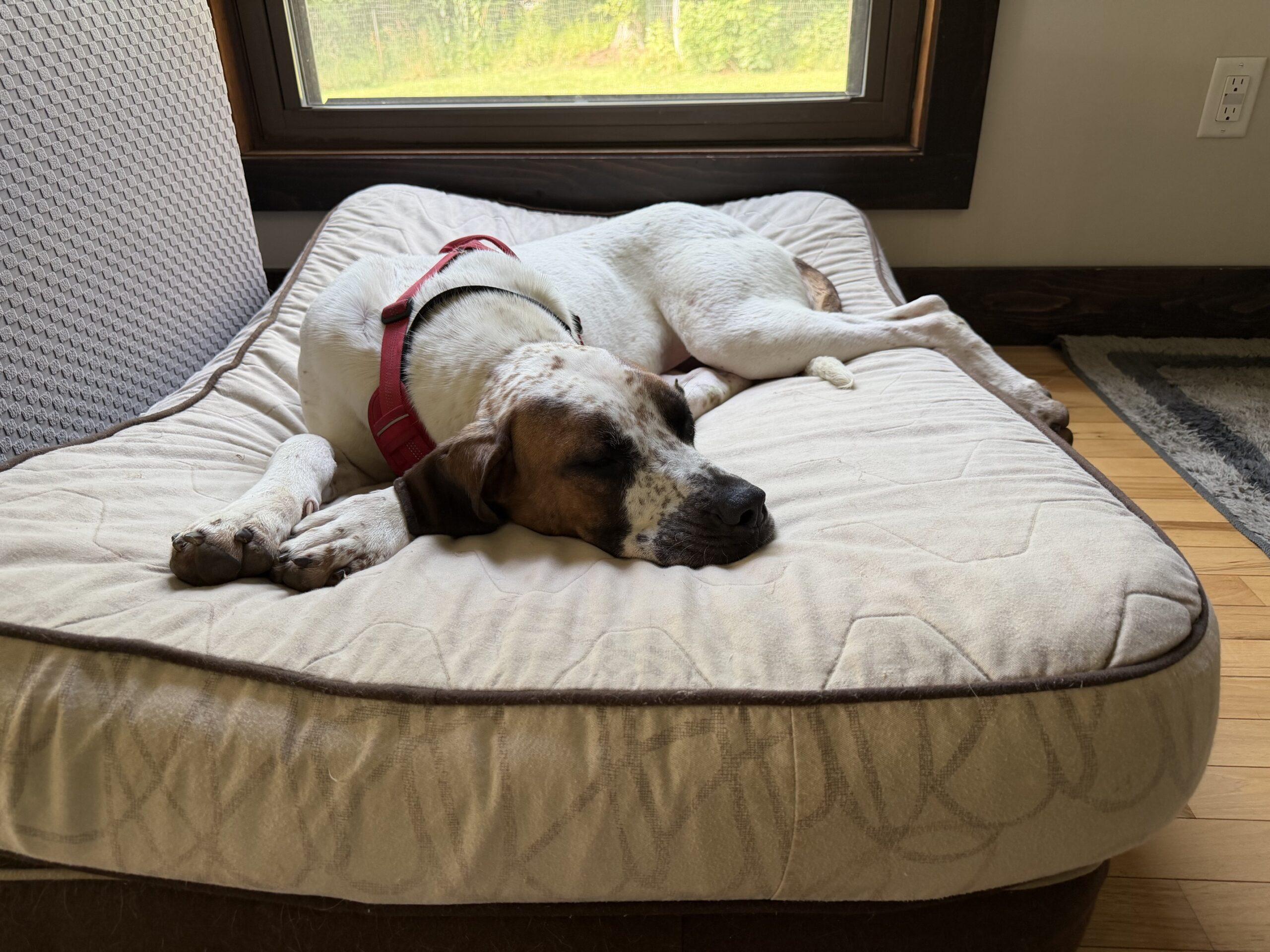 Enlarge Ginger, a ADOPTABLE Great Dane in Albany, NY image 4/5