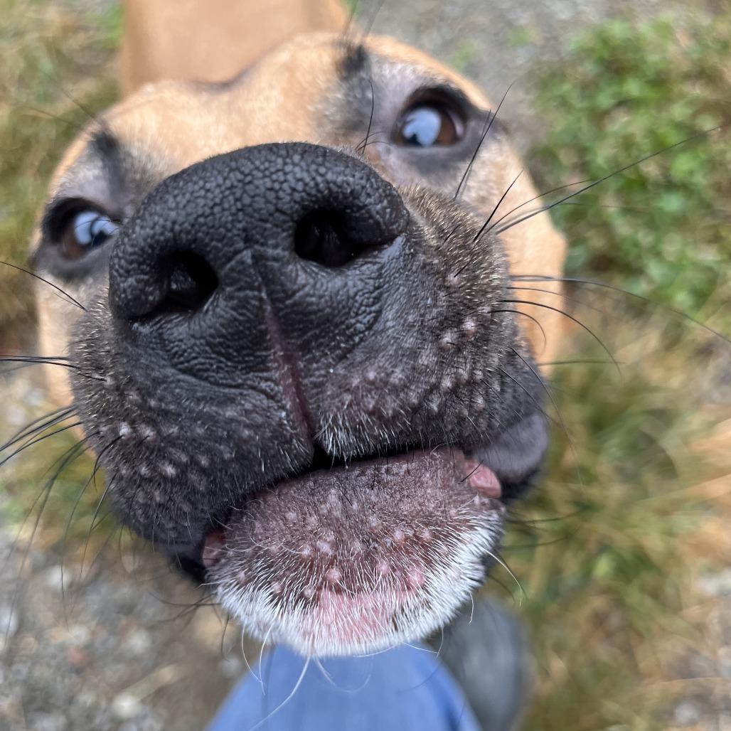 Pascal, Adoptable, Young Male Mixed Breed.