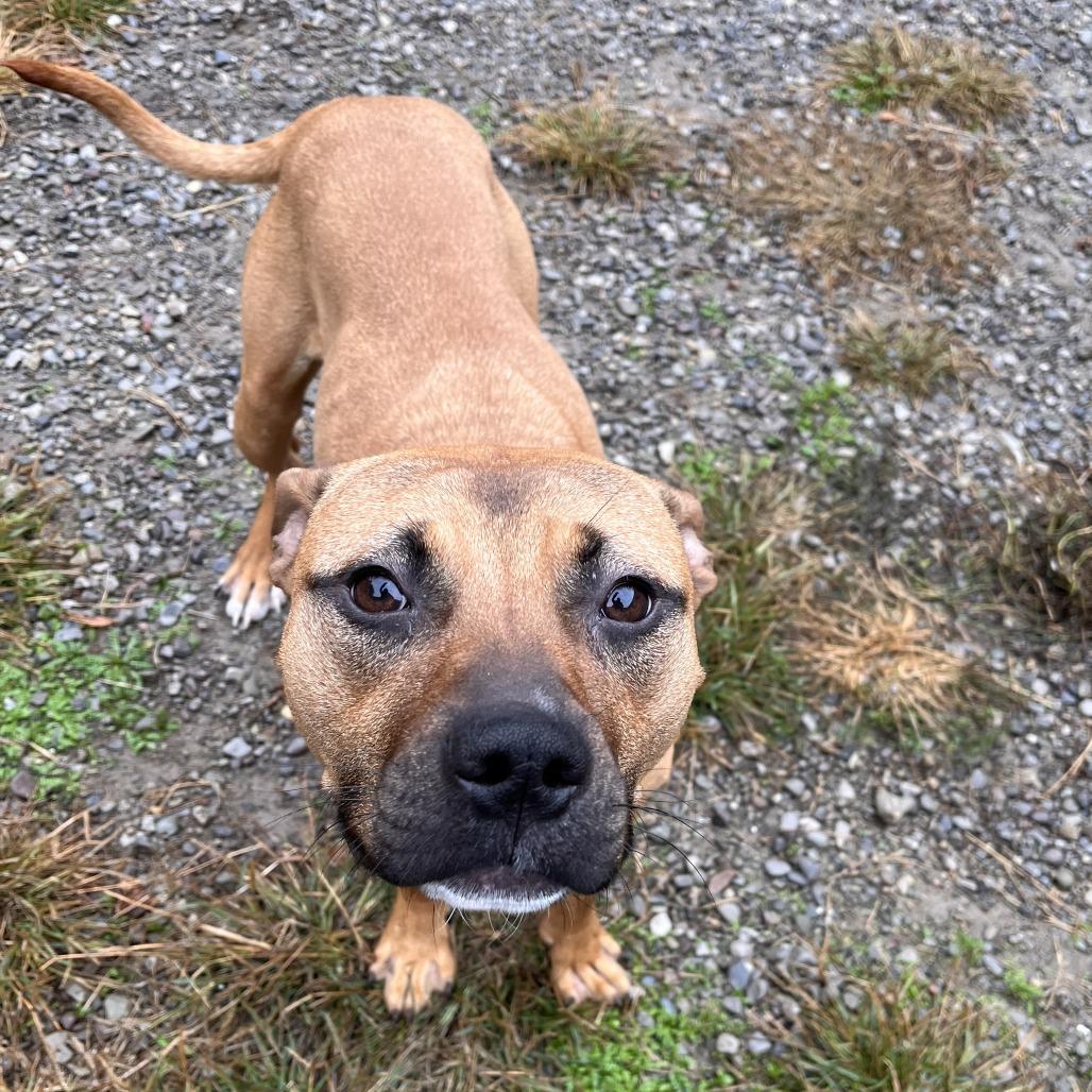 Enlarge Pascal, a Adoptable Mixed Breed in Fairport, NY image 2/6