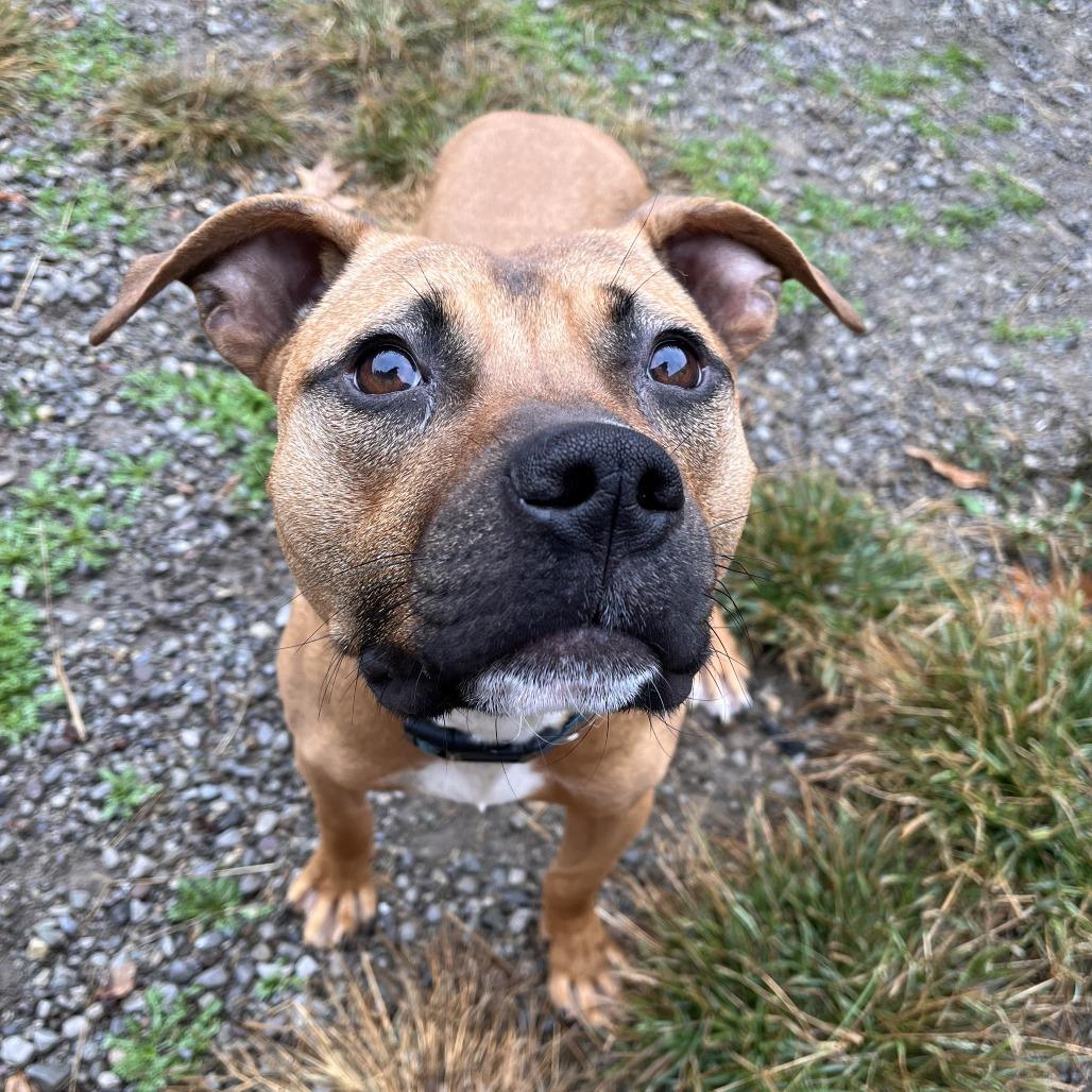 Enlarge Pascal, a Adoptable Mixed Breed in Fairport, NY image 3/6