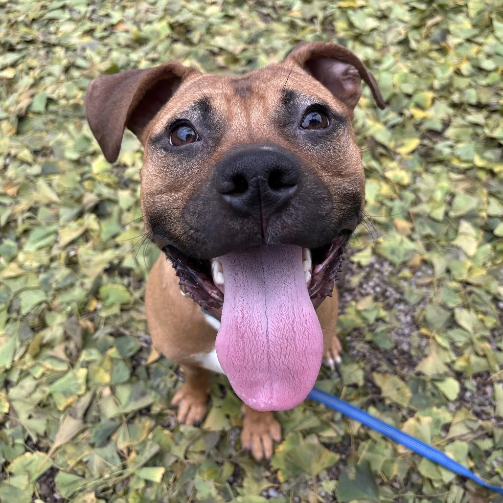 Enlarge Pascal, a Adoptable Mixed Breed in Fairport, NY image 4/6