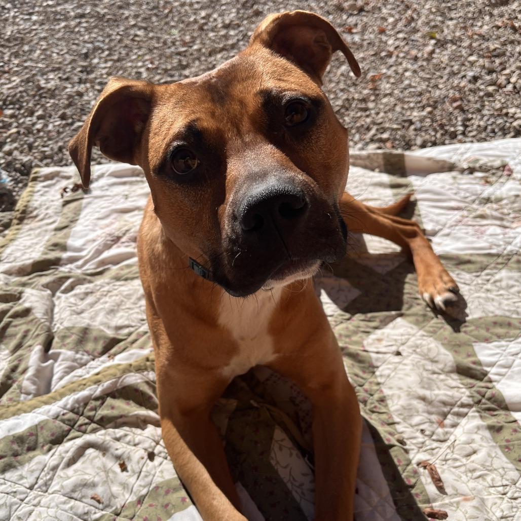 Enlarge Pascal, a Adoptable Mixed Breed in Fairport, NY image 5/6