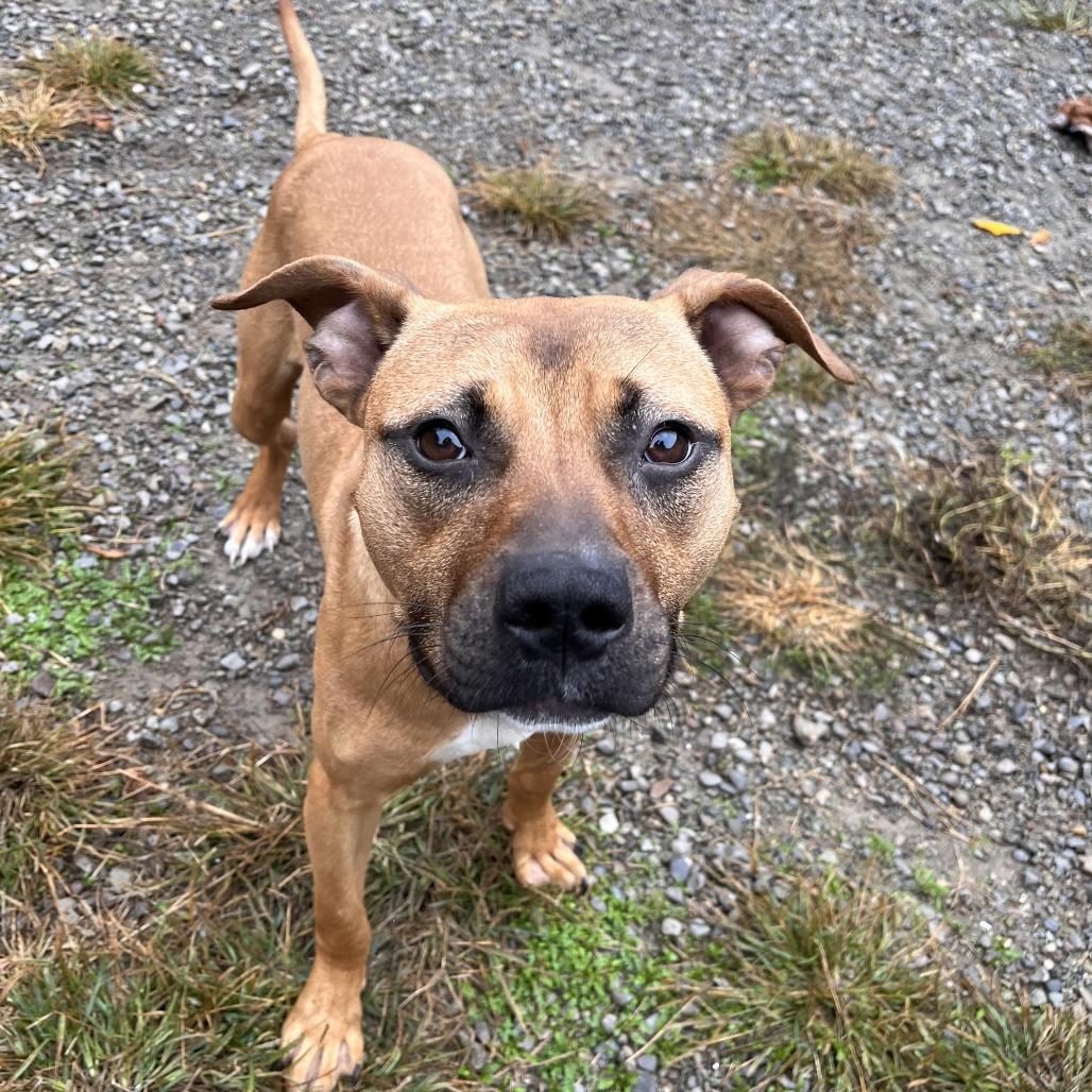 Enlarge Pascal, a Adoptable Mixed Breed in Fairport, NY image 6/6