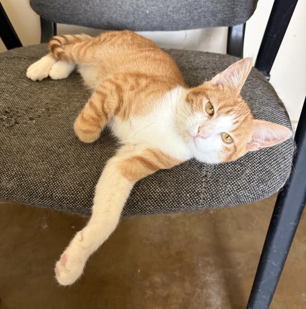 Patterson, Adoptable, Kitten Male Domestic Short Hair.