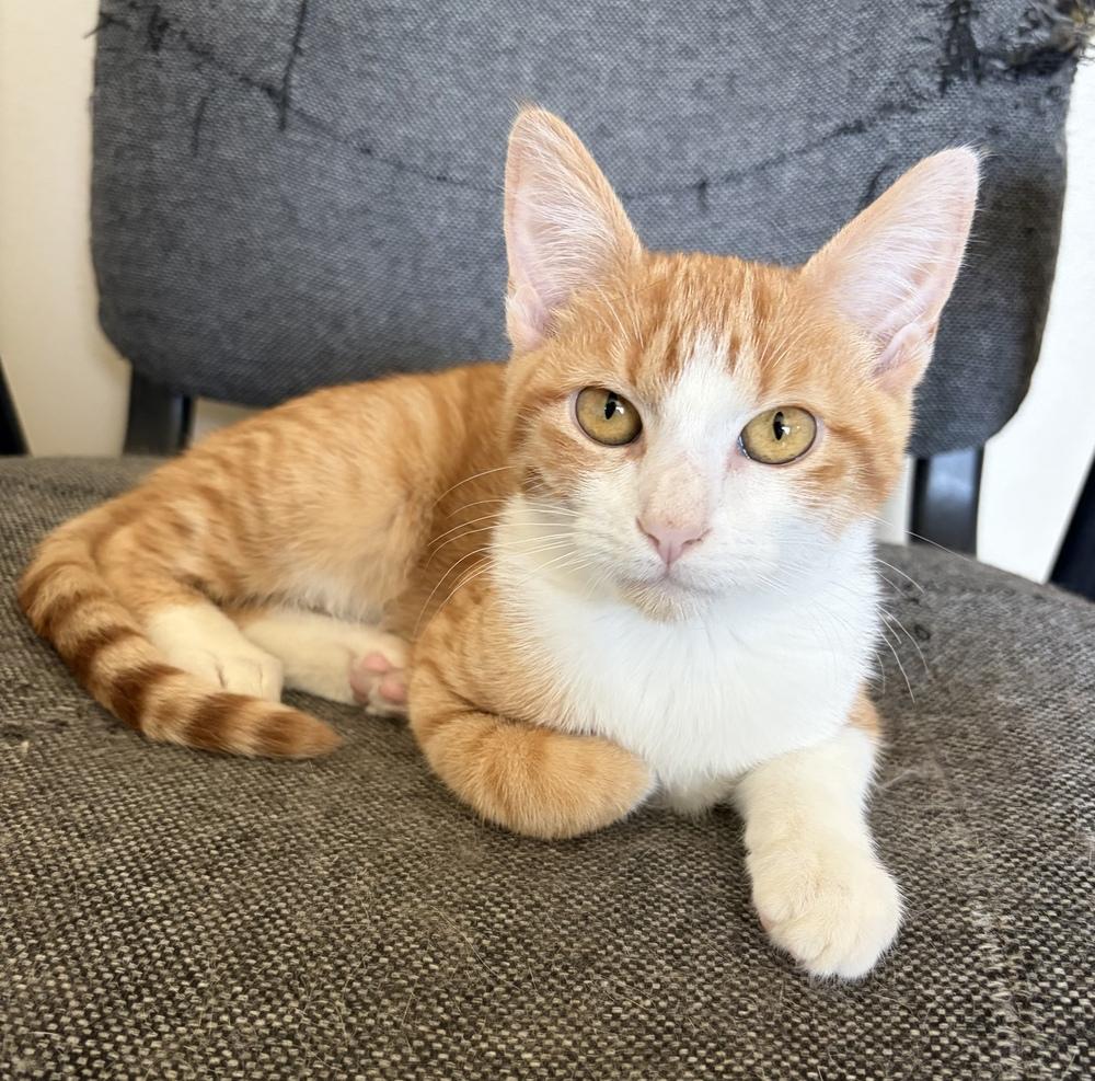 Enlarge Patterson, a Adoptable Domestic Short Hair in Challis, ID image 2/5