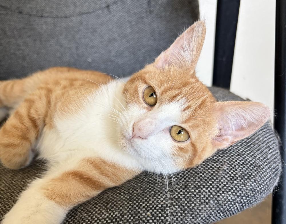 Enlarge Patterson, a Adoptable Domestic Short Hair in Challis, ID image 3/5