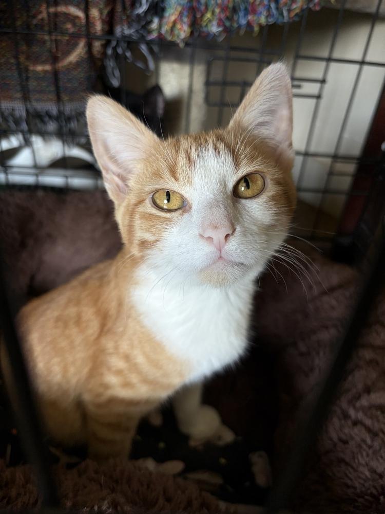 Enlarge Patterson, a Adoptable Domestic Short Hair in Challis, ID image 4/5