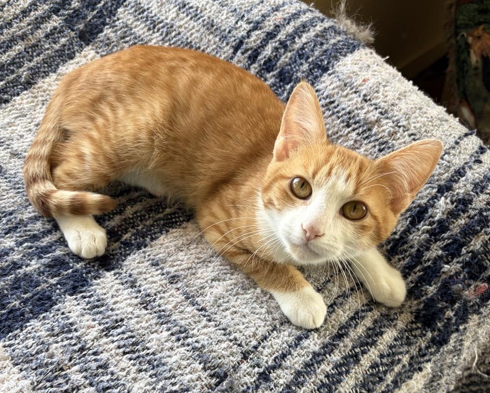 Enlarge Patterson, a Adoptable Domestic Short Hair in Challis, ID image 5/5