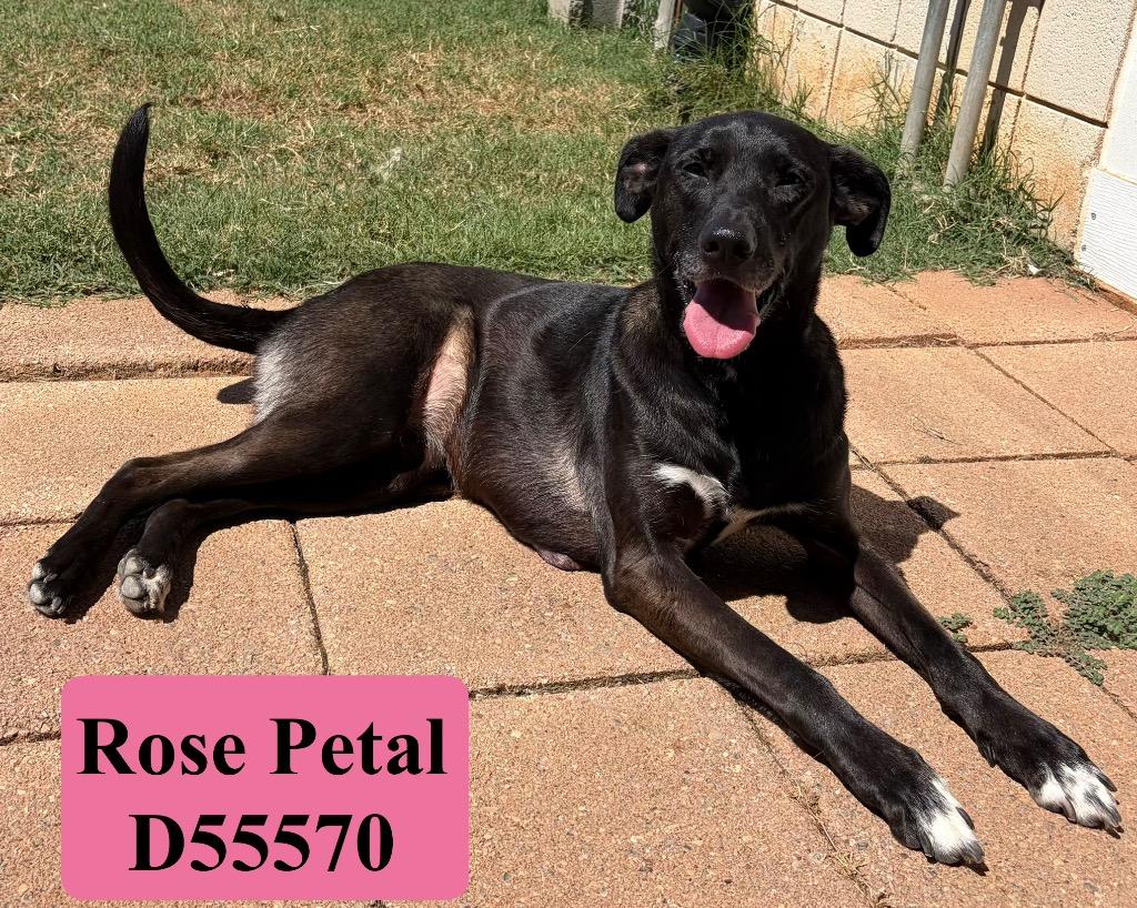 Rose Petal, Adoptable, Adult Female Mixed Breed.