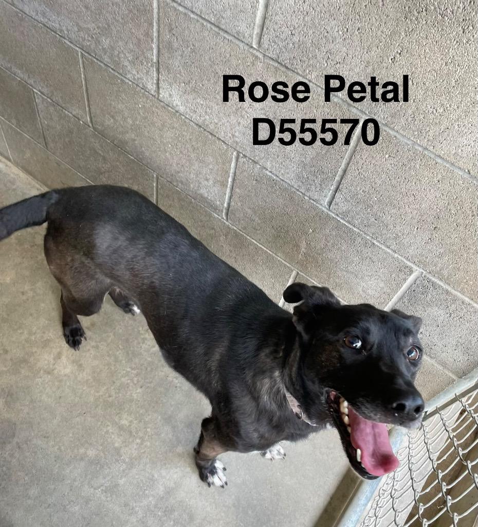 Enlarge Rose Petal, a Adoptable Mixed Breed in Clarksville, TN image 2/4