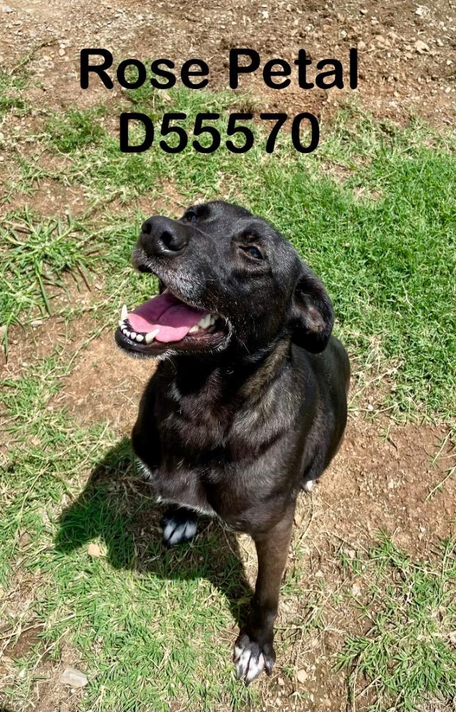 Enlarge Rose Petal, a Adoptable Mixed Breed in Clarksville, TN image 3/4