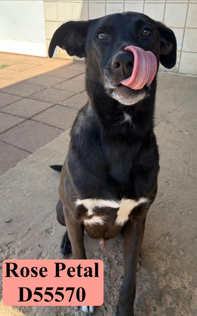 Enlarge Rose Petal, a Adoptable Mixed Breed in Clarksville, TN image 4/4