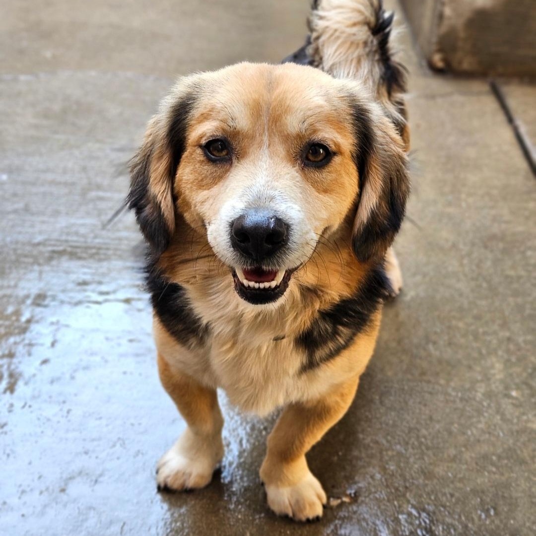 Enlarge Lucky (ADOPTED!), a ADOPTABLE mixed breed in Chicago, IL image 3/6