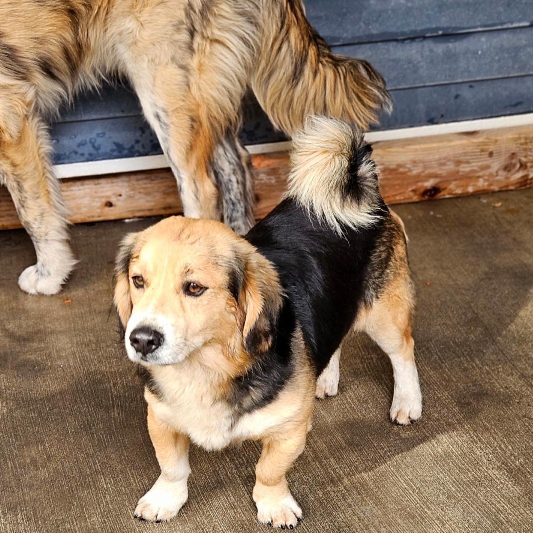 Enlarge Lucky (ADOPTED!), a ADOPTABLE mixed breed in Chicago, IL image 4/6