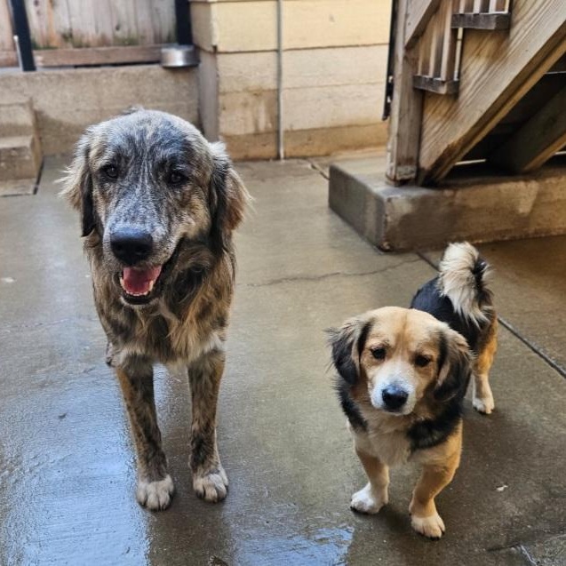 Enlarge Lucky (ADOPTED!), a ADOPTABLE mixed breed in Chicago, IL image 5/6