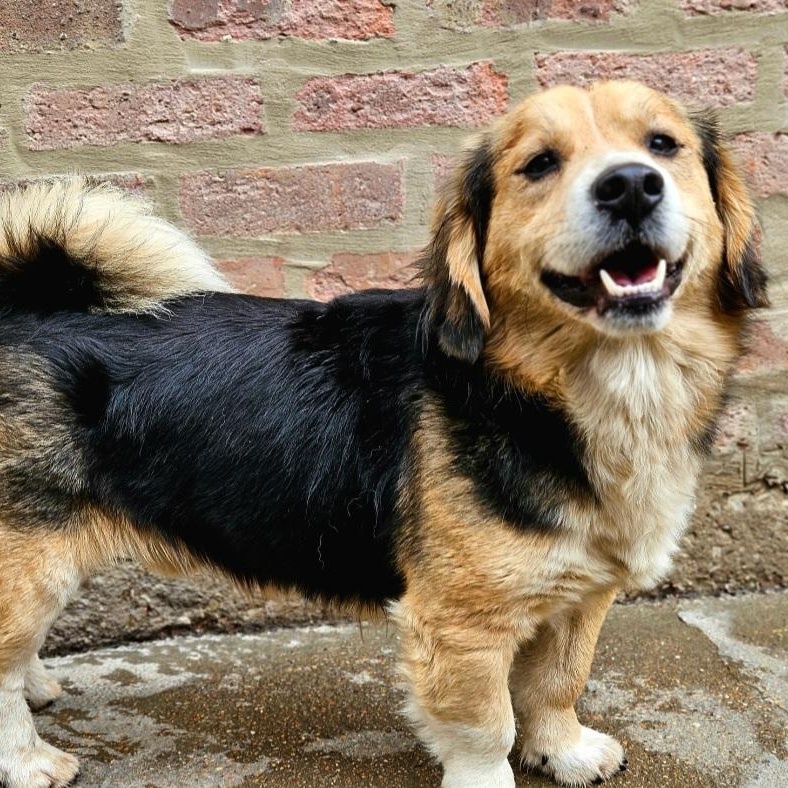 Enlarge Lucky (ADOPTED!), a ADOPTABLE mixed breed in Chicago, IL image 2/6
