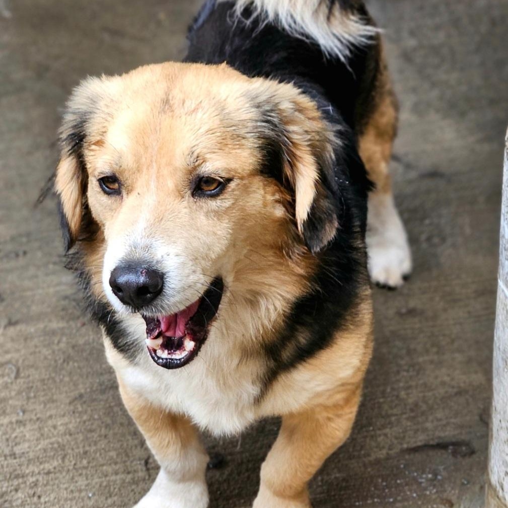 Enlarge Lucky (ADOPTED!), a ADOPTABLE mixed breed in Chicago, IL image 6/6